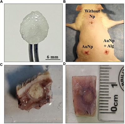 In vivo biocompatibility testing of nanoparticle-functionalized alginate–chitosan scaffolds for tissue engineering applications